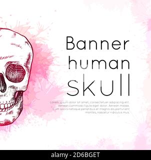 Banner with drawing human skull with hatching on pink watercolor splashes and place for text. Front view. Contour art. Engraving template for articles Stock Vector