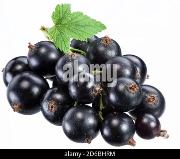 Ripe blackcurrant branch with green leaf on the white background. Macro shot. Stock Photo