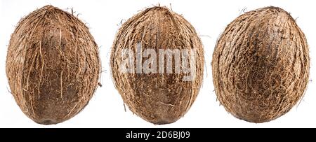 Three coconuts - large brown tropical fruits isolated on white background. Stock Photo