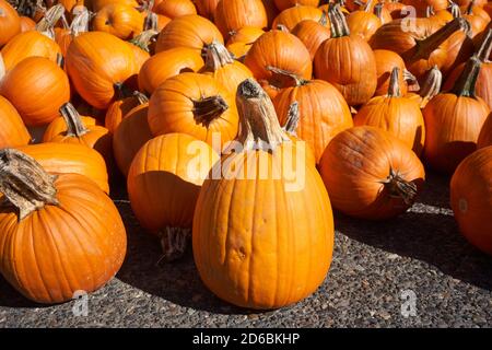 Fresh organic pumpkins for sale at market. Stock Photo