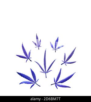Pattern of different leaves of marijuana and hemp on a on white isolated background. Cannabis plant background Stock Photo