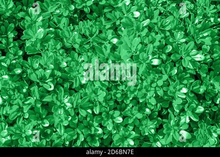 Natural Green leaves wall background. natural green leaf texture. foliage plant background. hedge wall of green leaves. Stock Photo