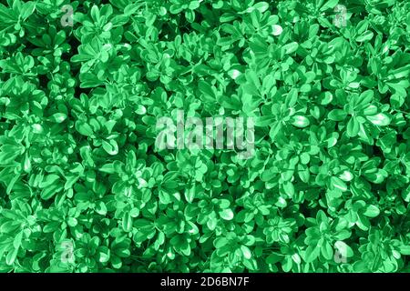 Natural Green leaves wall background. natural green leaf texture. foliage plant background. hedge wall of green leaves. green abstract leaves Stock Photo