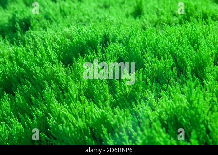 Natural Green leaves wall background. natural green leaf texture. foliage plant background. hedge wall of green leaves. Decorative wall with green lea Stock Photo