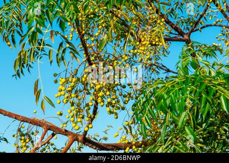 Olive tree branches full of harvest. Green olives on tree, natural extra virgin olive oil concept. Leaf, trees. Olive tree branches with ripe olives Stock Photo