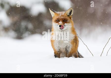 Calm red fox sitting on meadow in wintertime nature. Stock Photo