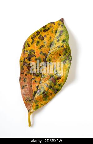 Persimmon leaves placed on a white background. Overhead shot Stock Photo