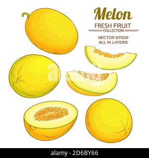 melon vector set Stock Vector