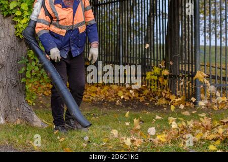 A utility worker in a special uniform uses a blower to remove fallen leaves from a park lawn. Yellow leaves are flying in the air. Autumn sunny day Stock Photo