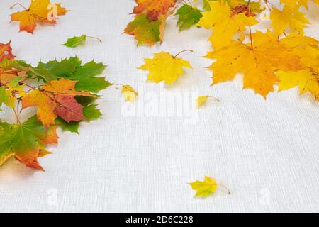 Multicolored maple leaves on a white background. Autumn concept. There is a place for text. High quality photo Stock Photo