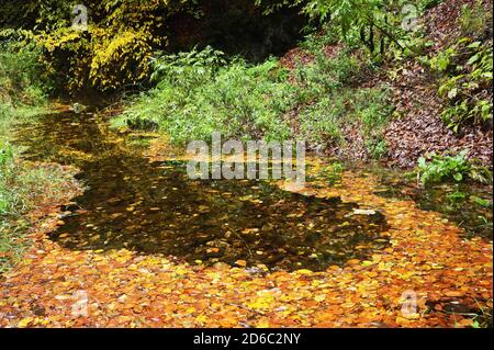 An Pond, Surrounded By Autumn Trees and Bushes Stock Photo