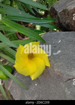 Thevetia peruviana flower or kaner and leaves Stock Photo