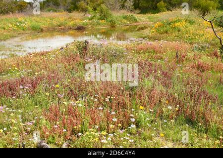 Spring flowers near dam in Atlantis, Western Cape Stock Photo