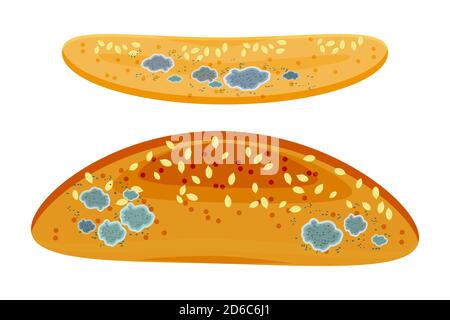 Set of mold on bread or baguette isolated on white background. Stale moldy food. Spoiled inedible moldy old bun. Not eat any.Stock vector illustration Stock Vector