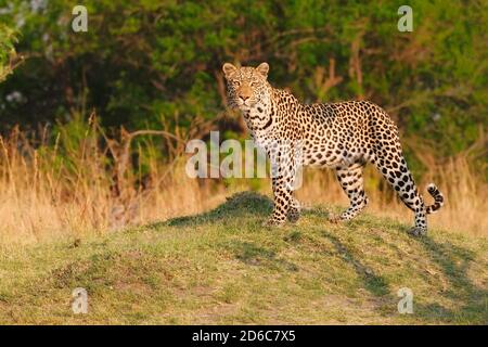 Leopard portrait, Panthera pardus, close-up of the full length of the endangered wild animal looking at the camera. Okavango Delta, Botswana, Africa. Stock Photo