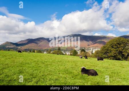 Herdwick sheep grazing with town beyond below Skidaw in Lake District National Park  from Crow Park, Keswick, Cumbria, England, UK, Britain Stock Photo