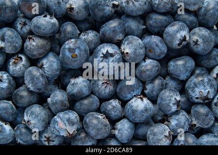 Organic blueberry background. Fresh Bilberries. Close-up background. Background from freshly picked blueberries Stock Photo