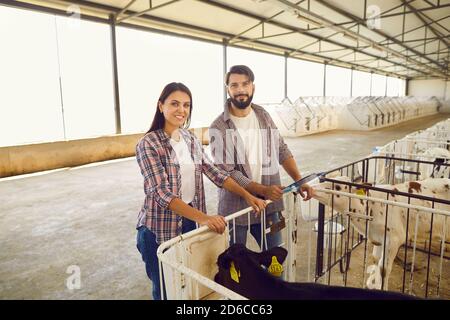 Couple of happy young farmers checking on calves on livestock farm in countryside Stock Photo