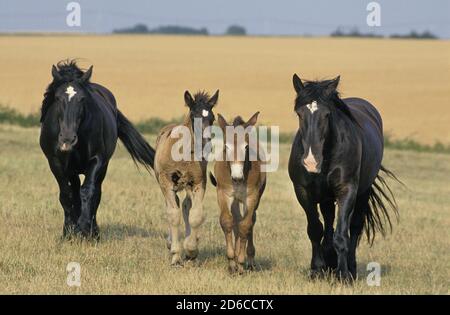 MARE MULASSIERE DU POITOU AND MULE FOAL IN MEADOW Stock Photo