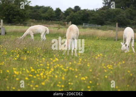 Whiteleys Retreat, Maybole, Ayrshire, Scotland,. UK. Childrens charity where Alpacas are used as animal therapy Stock Photo