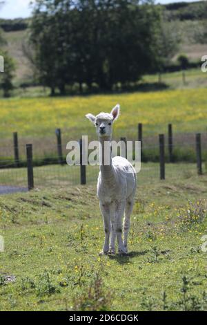 Whiteleys Retreat, Maybole, Ayrshire, Scotland,. UK. Childrens charity where Alpacas are used as animal therapy Stock Photo