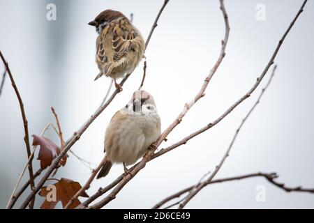 Two eurasian tree sparrows (Passer montanus) sitting on bush branches, Waldviertel, Austria Stock Photo