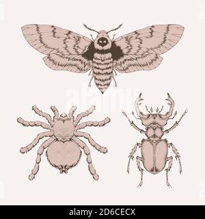 Vector set of hand drawn insects. Different insects in realistic style: spider tarantula, stag beetle and dead head moth. Collection isolated on backg Stock Vector