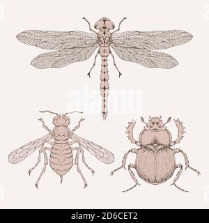 Vector set of hand drawn insects. Different insects in realistic style: dragonfly, wasp and scarab. Collection isolated on background. Sepia, vintage. Stock Vector