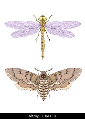 Vector illustration with hand drawn two insects: dragonfly and dead head moth. Color image in realistic style. Isolated on withe background. Stock Vector