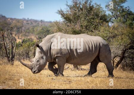 Horizontal portrait of a large adult white rhino with a big horn walking in dry bush in middle of a sunny day in Kruger Park in South Africa Stock Photo