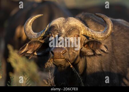 Female buffalo chewing a piece of grass in warm morning sunlight in Moremi Okavango Delta in Botswana Stock Photo