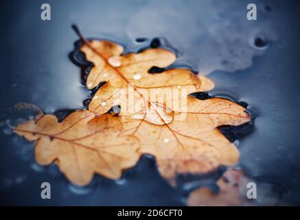 On the surface of the dark puddle are dry oak leaves, on which water drops after rain. Rainy autumn. Stock Photo