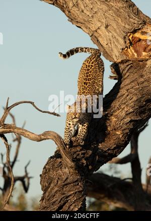 Vertical portrait of a leopard in tree stretching showing its claws in Khwai River in Okavango Delta in Botswana Stock Photo