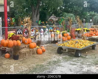 Pumpkins and other Halloween decorations Stock Photo