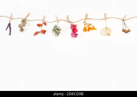 Dry flowers and leaves hanging by a thread on a white background with copy space Stock Photo