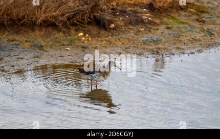 The common redshank or simply redshank - Tringa totanus is a Eurasian wader in the large family Scolopacidae at Lancing Widewater Lagoon Sussex Stock Photo