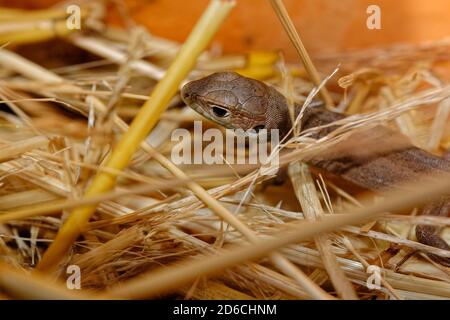 Cute brown lizard hiding between straws, close-up photo of a lizard head Stock Photo