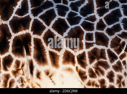 Detailed texture of the real giraffe skin Stock Photo