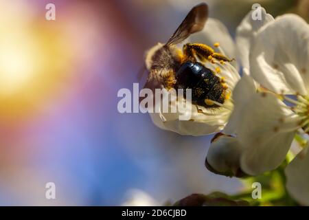 Close up of a bee pollinating a cherry blossom during a sunny spring day. Pollen on a bee's body. Stock Photo