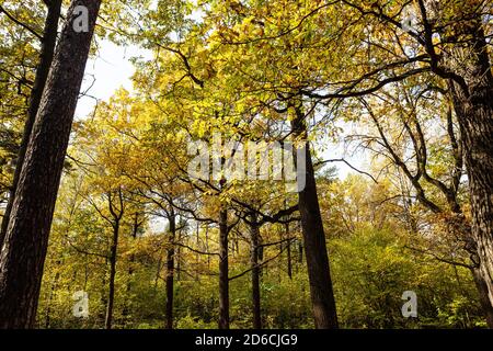 yellow oak grove in city park ob autumn day Stock Photo