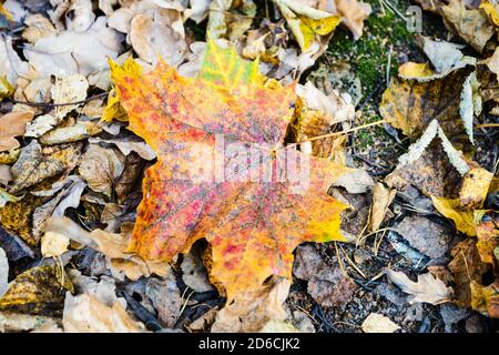 colorful fallen maple leaf close up on ground in city park on autumn day Stock Photo