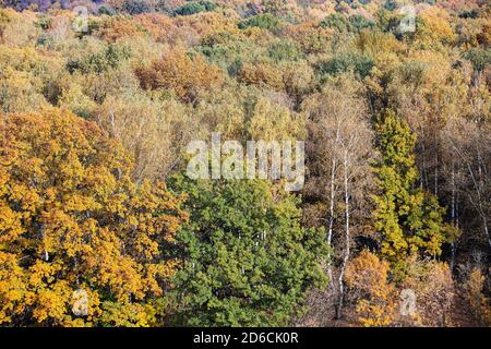above view of colorful trees in autumn deciduous forest on sunny day Stock Photo