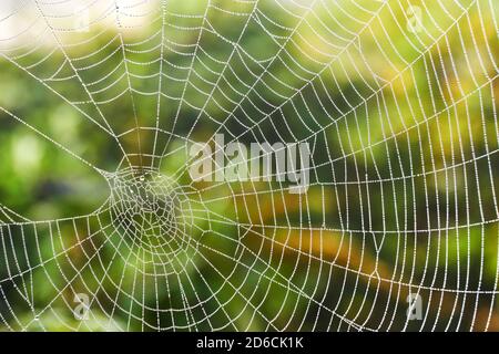 Closeup of spider web with dew drops against a blurry green background. Stock Photo