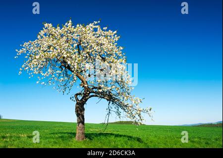 Lonely blooming apple tree in the green field with a blue sky Stock Photo