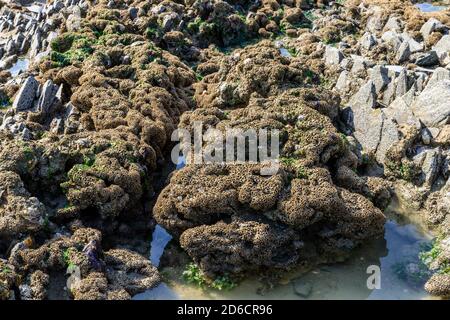 France, Manche, Cotentin, Mont-Saint-Michel Bay listed as World Heritage by UNESCO, Carolles, honeycomb worms reefs (Sabellaria alveolata) // France,