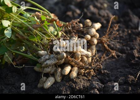 Fresh peanuts plants with roots Stock Photo