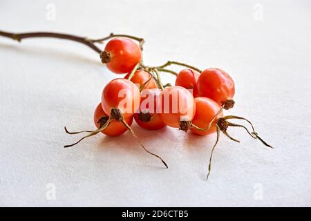 Twig with orange rose hips on a white background. Autumn concept. Stock Photo