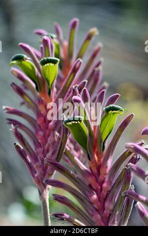 Colorful purple, green, pink Australian native Kangaroo Paw flowers, Kings Park Royale variety, family Haemodoraceae. Anigozanthos humilis and flavidu Stock Photo