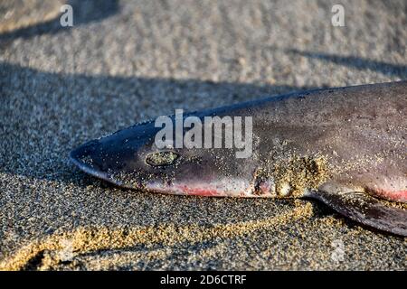 Salmon on Fish Weighing Scale Stock Photo - Image of weight, hook: 96878758