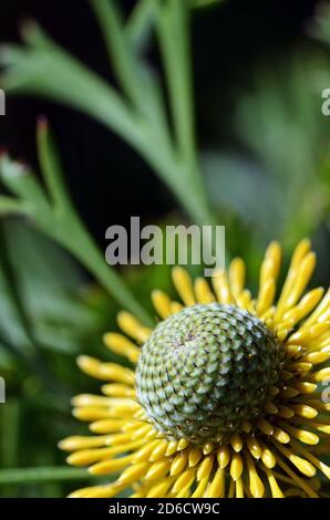Close up of a yellow Australian native broad-leaf drumstick flower, Isopogon anemonifolius, growing in heath in the Royal National Park, Sydney, NSW Stock Photo